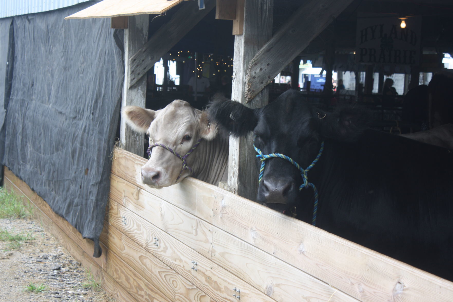 Friday at the 2018 Dodge County Fair (8).JPG